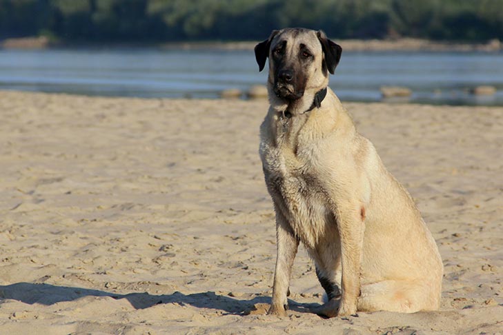 تصویر آناتولی شپرد (Anatolian Shepherd Dog)